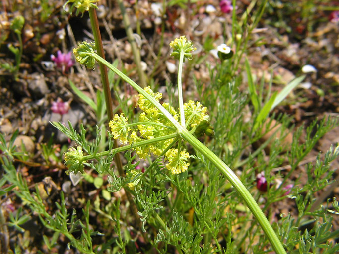 Imagem de Lomatium cookii J. S. Kagan