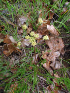 Imagem de Lomatium cookii J. S. Kagan