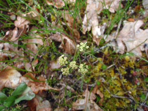 Imagem de Lomatium cookii J. S. Kagan