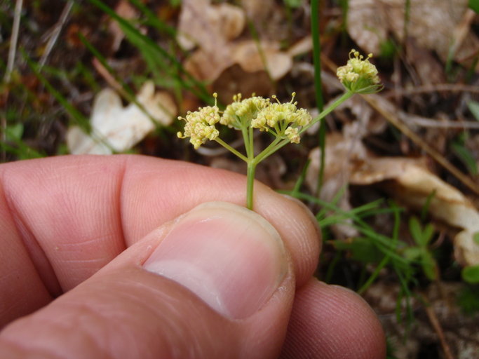 Imagem de Lomatium cookii J. S. Kagan