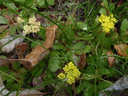 Imagem de Lomatium cookii J. S. Kagan