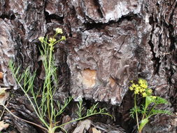 Imagem de Lomatium cookii J. S. Kagan