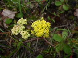 Imagem de Lomatium cookii J. S. Kagan