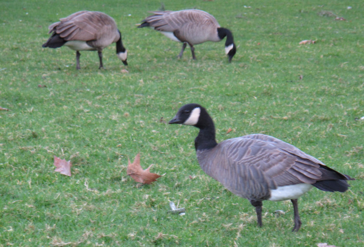 Image of Cackling Goose