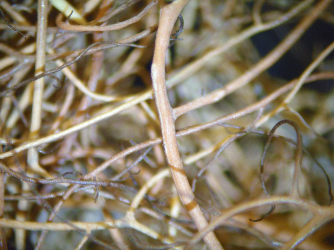 Image of false gray horsehair lichen