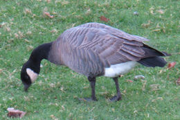 Plancia ëd Branta hutchinsii (Richardson 1832)