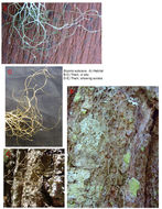 Image of Horsehair lichen