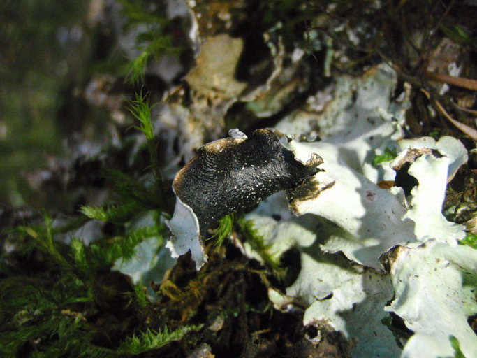 Image of giant shield lichen
