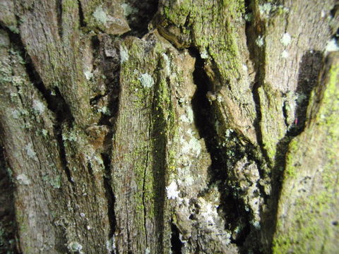 Image of needle lichen