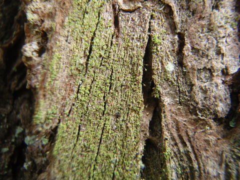 Image of needle lichen