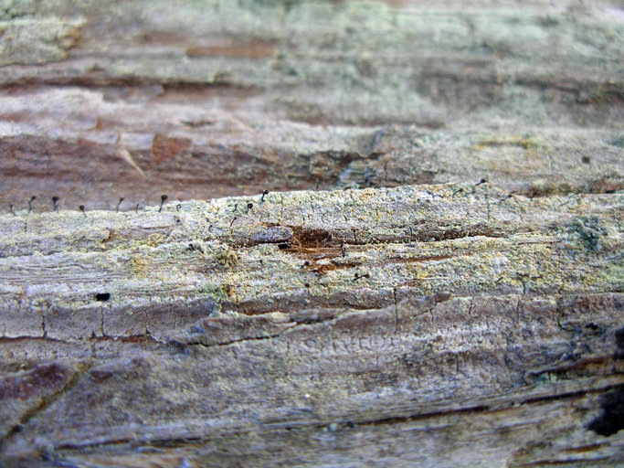 Image of <i>Chaenotheca ferruginea</i>
