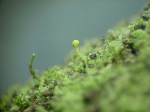 Image of needle lichen