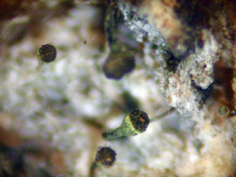 Image of needle lichen