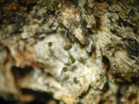 Image of needle lichen