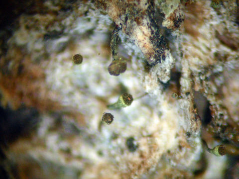 Image of needle lichen