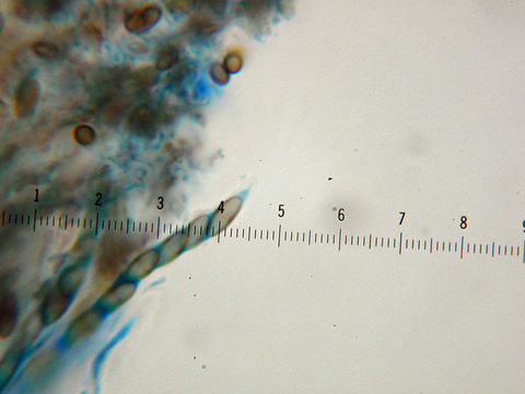 Image of chaenothecopsis lichen