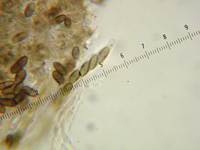 Image of chaenothecopsis lichen