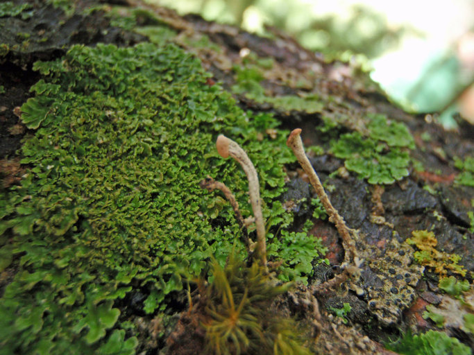 Image of <i>Cladonia norvegica</i>