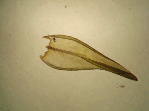 Image of <i>Codriophorus ryszardii</i>