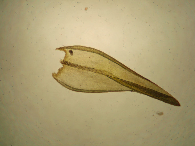 Image of <i>Codriophorus ryszardii</i>