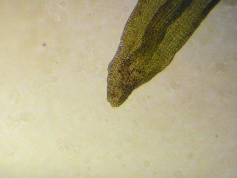 Image of <i>Codriophorus ryszardii</i>