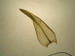 Image of <i>Codriophorus ryszardii</i>
