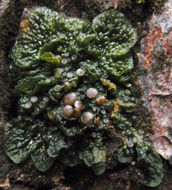 Collema nigrescens (Huds.) DC. resmi