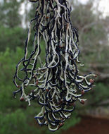 Image of duplicate tube lichen