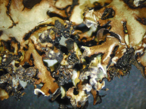 Image of Brownish monk's-hood lichen