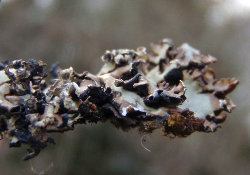 Image of Brownish monk's-hood lichen