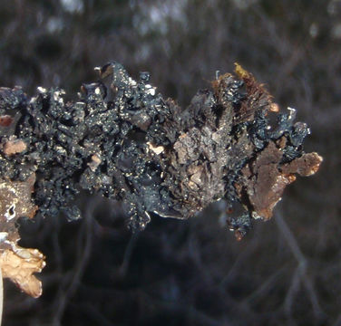 Image of Brownish monk's-hood lichen