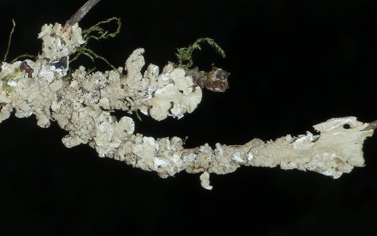 Image of Hypotrachyna lichen