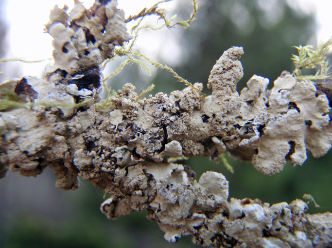 Image of Hypotrachyna lichen