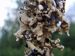 Image of Hypotrachyna lichen