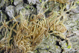 Image of iwatsukiella moss