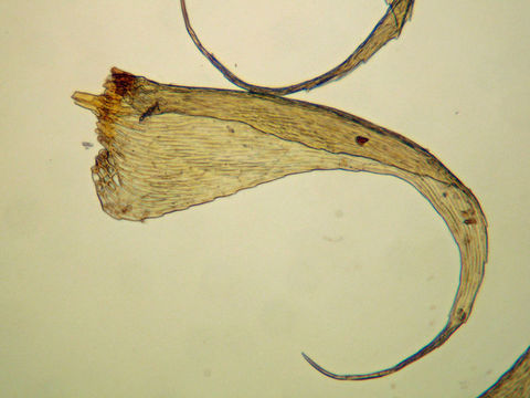 Image of iwatsukiella moss