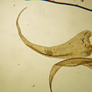 Image of iwatsukiella moss