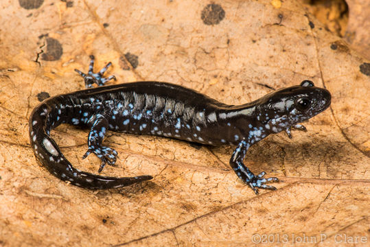 Imagem de Ambystoma laterale Hallowell 1856