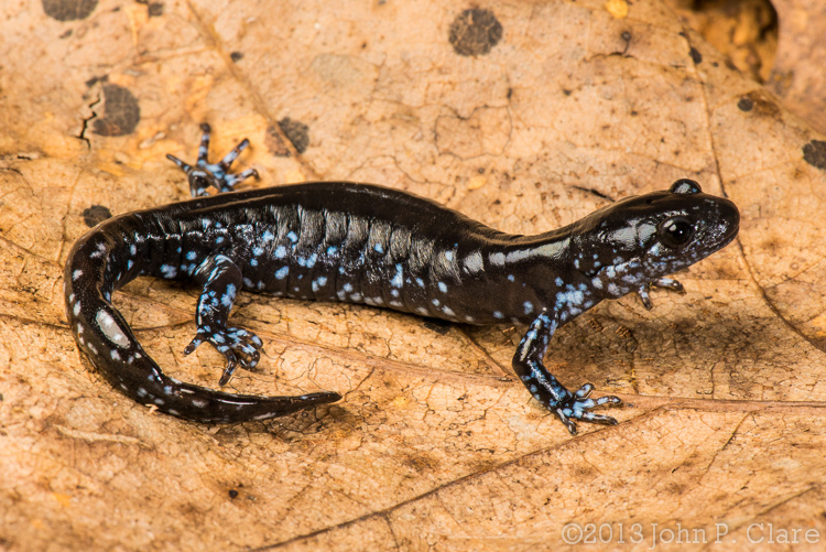 Слика од Ambystoma laterale Hallowell 1856