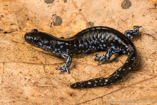 Imagem de Ambystoma laterale Hallowell 1856