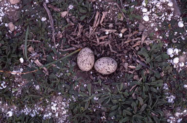 Image of Eurasian Stone-curlew