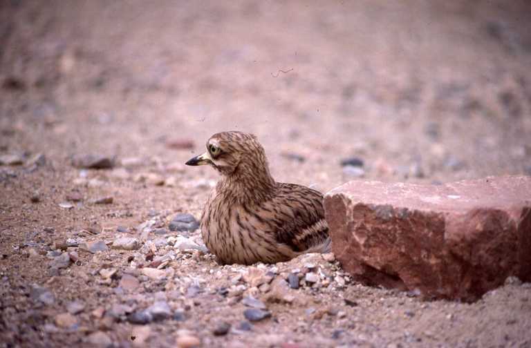 Image of Eurasian Stone-curlew