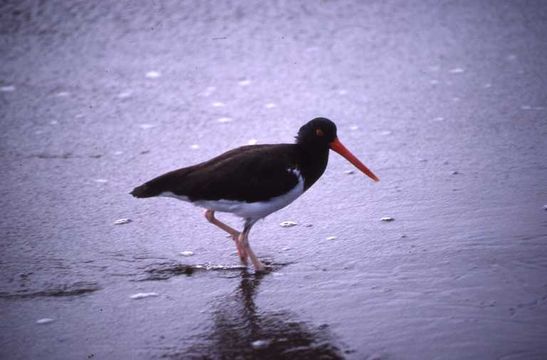 Imagem de Haematopus palliatus galapagensis Ridgway 1886