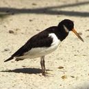 Image of oystercatcher, eurasian oystercatcher