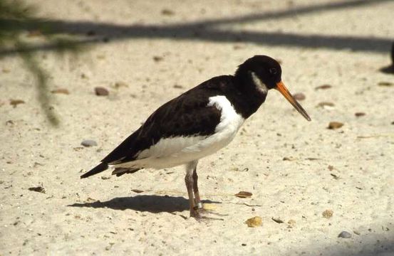 Image of oystercatcher, eurasian oystercatcher