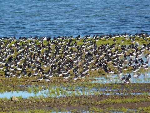 Image of oystercatcher, eurasian oystercatcher