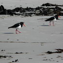 Haematopus longirostris Vieillot 1817 resmi