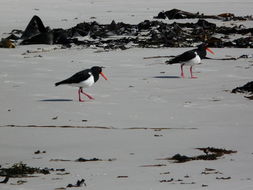 Image of Australian Pied Oystercatcher