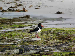 Image of Australian Pied Oystercatcher