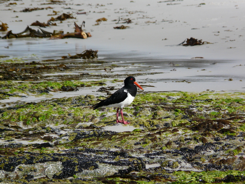 Image of Australian Pied Oystercatcher